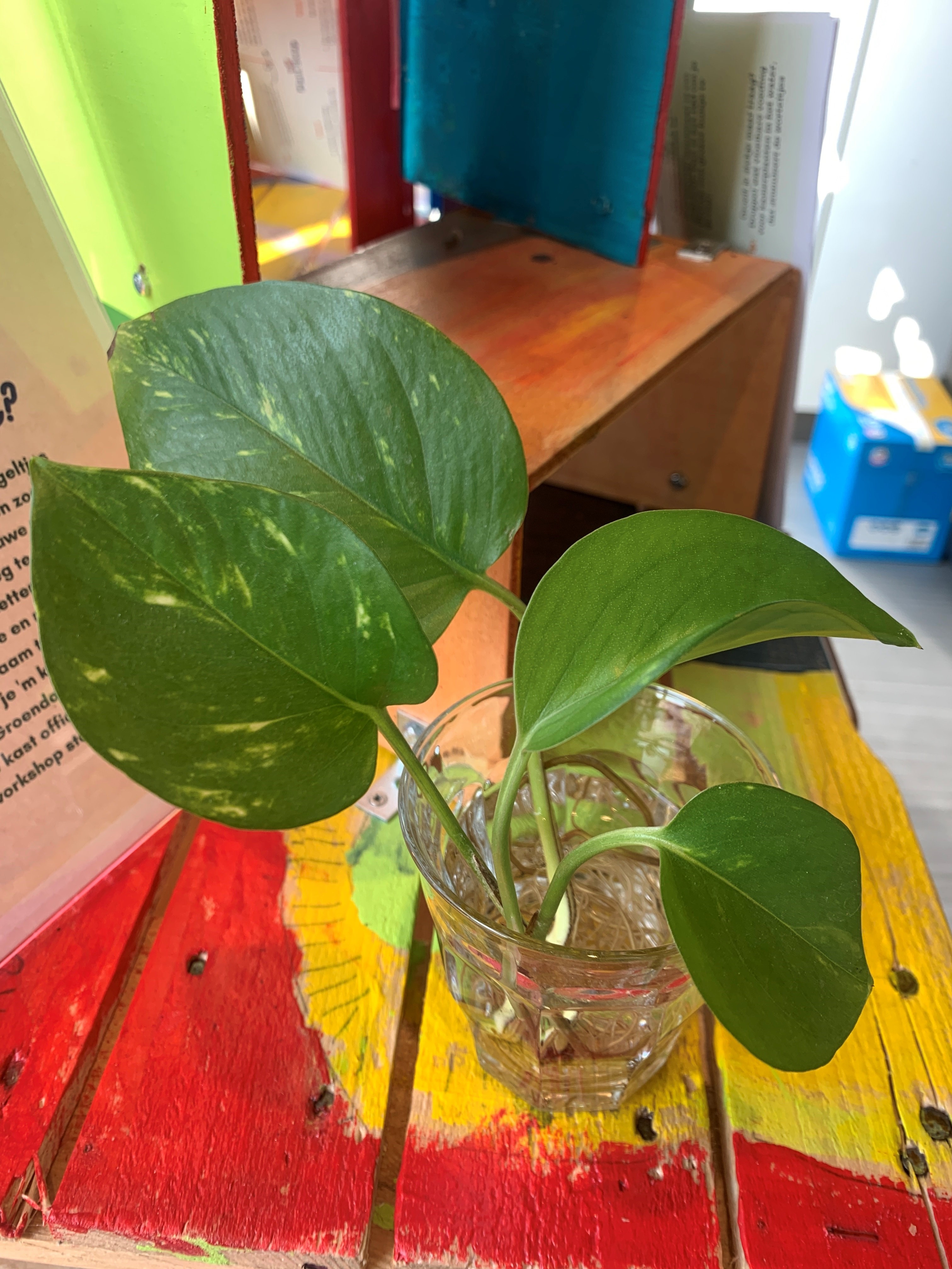 Epipremnum Pinnatum Aureum